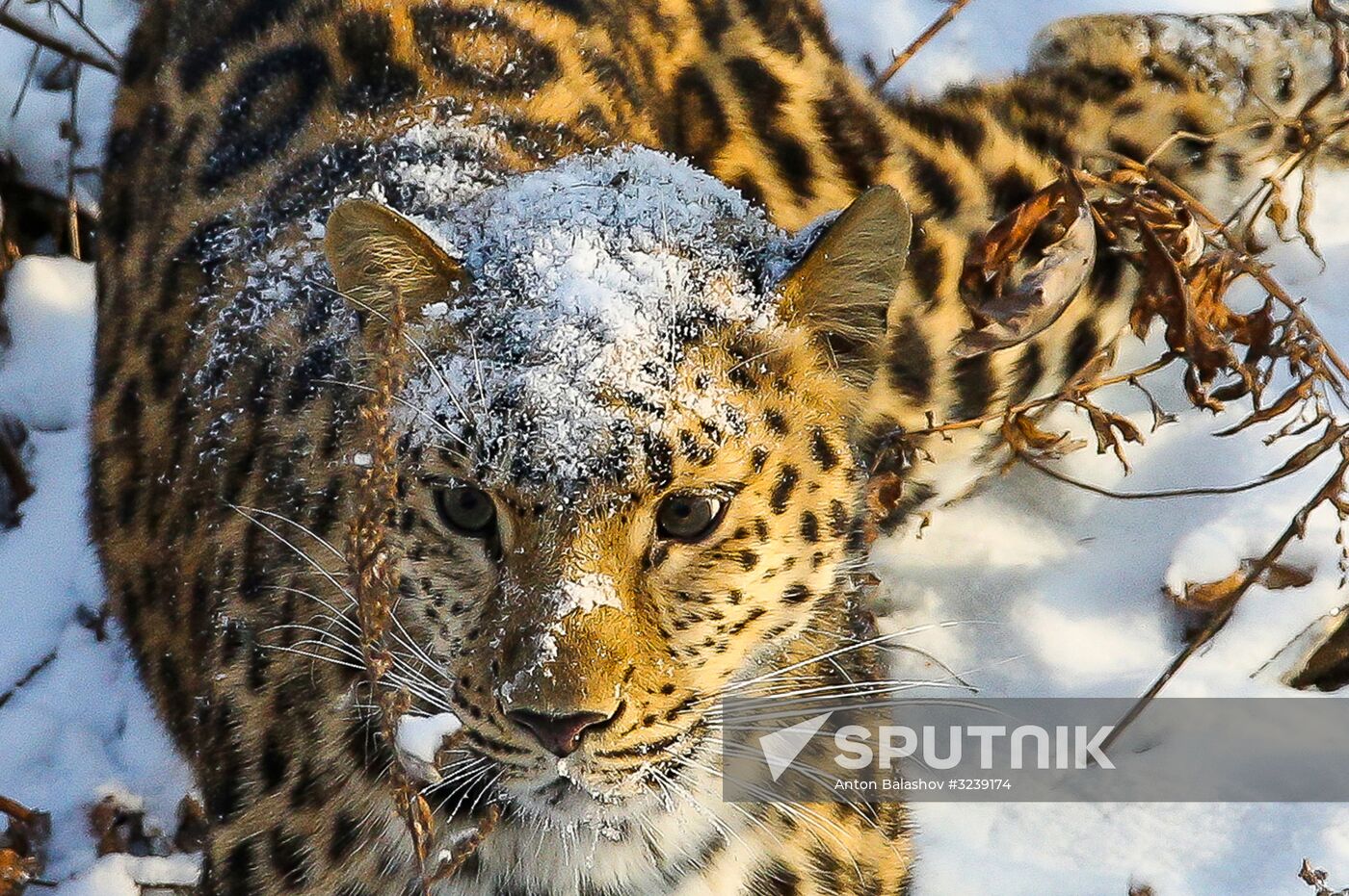 Far Eastern female leopard Rona at Primorye safari park
