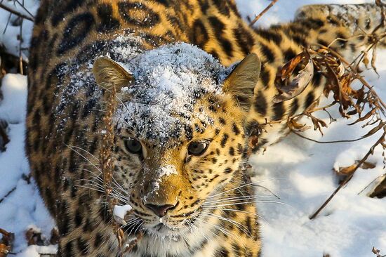 Far Eastern female leopard Rona at Primorye safari park