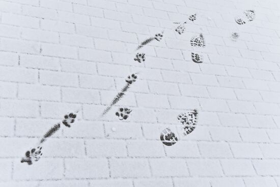 Snow in Moscow