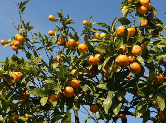 Tangerine harvesting in Abkhazia