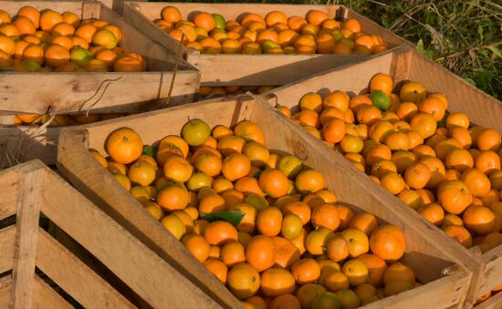 Tangerine harvesting in Abkhazia