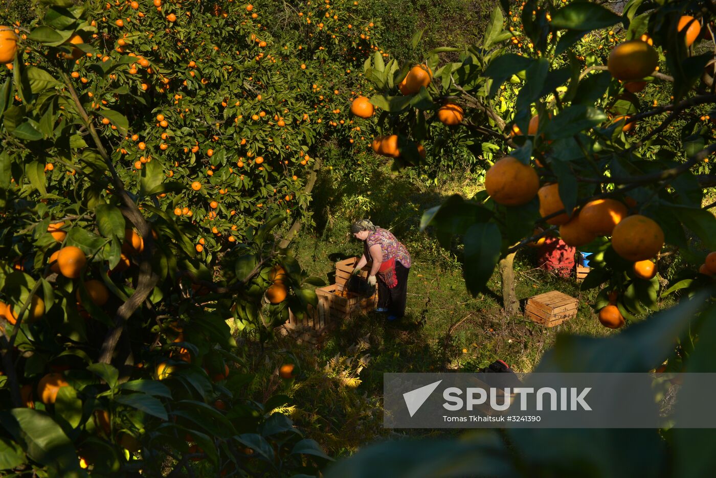 Tangerine harvesting