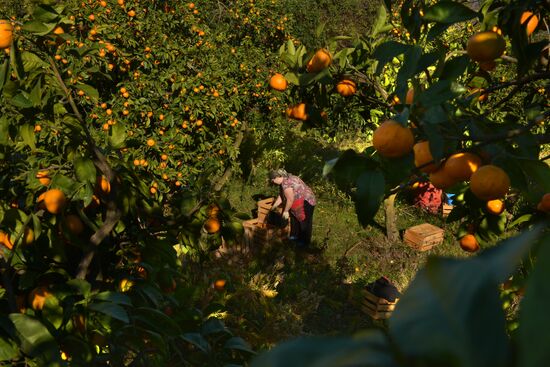 Tangerine harvesting