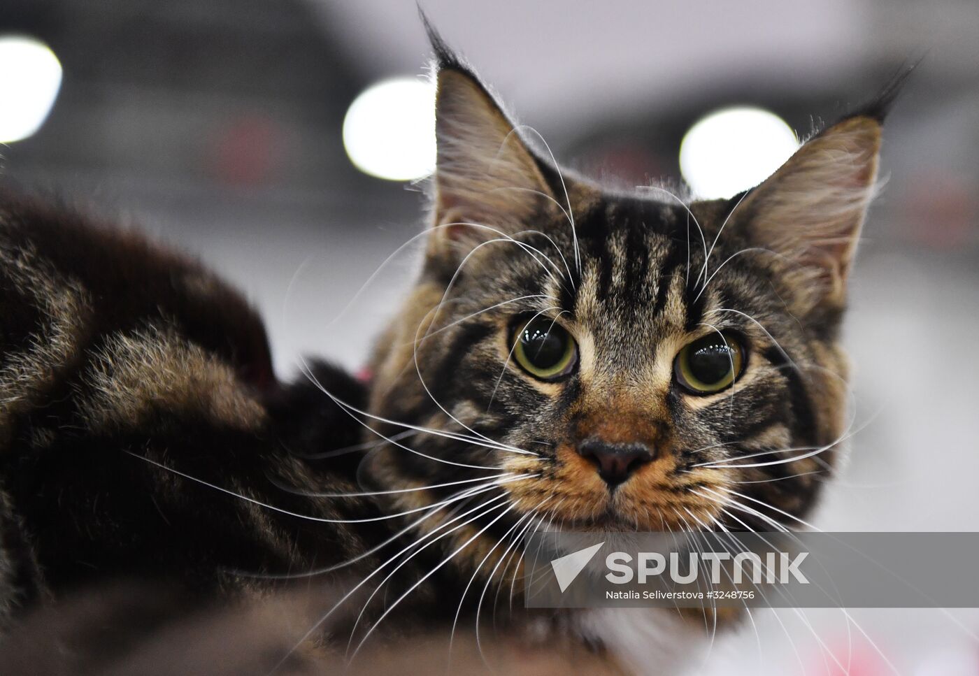 International cat show in Moscow