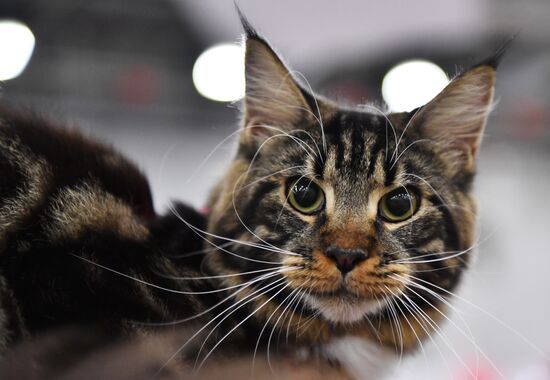 International cat show in Moscow