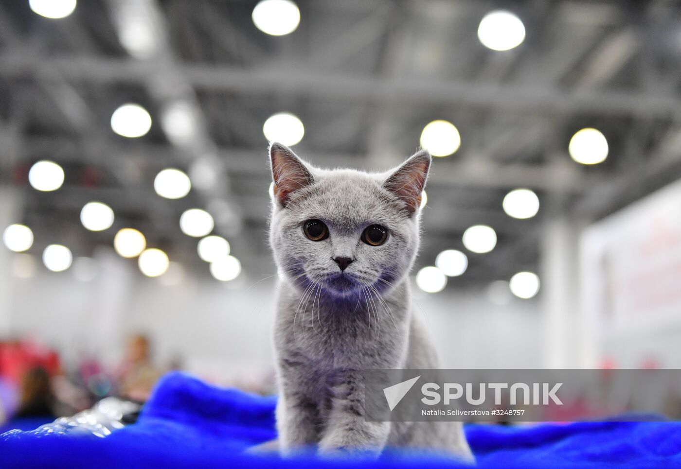 International cat show in Moscow