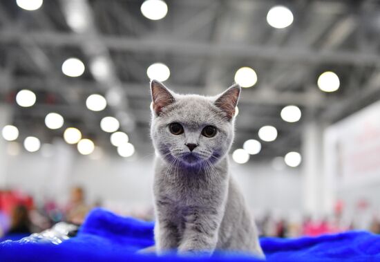 International cat show in Moscow