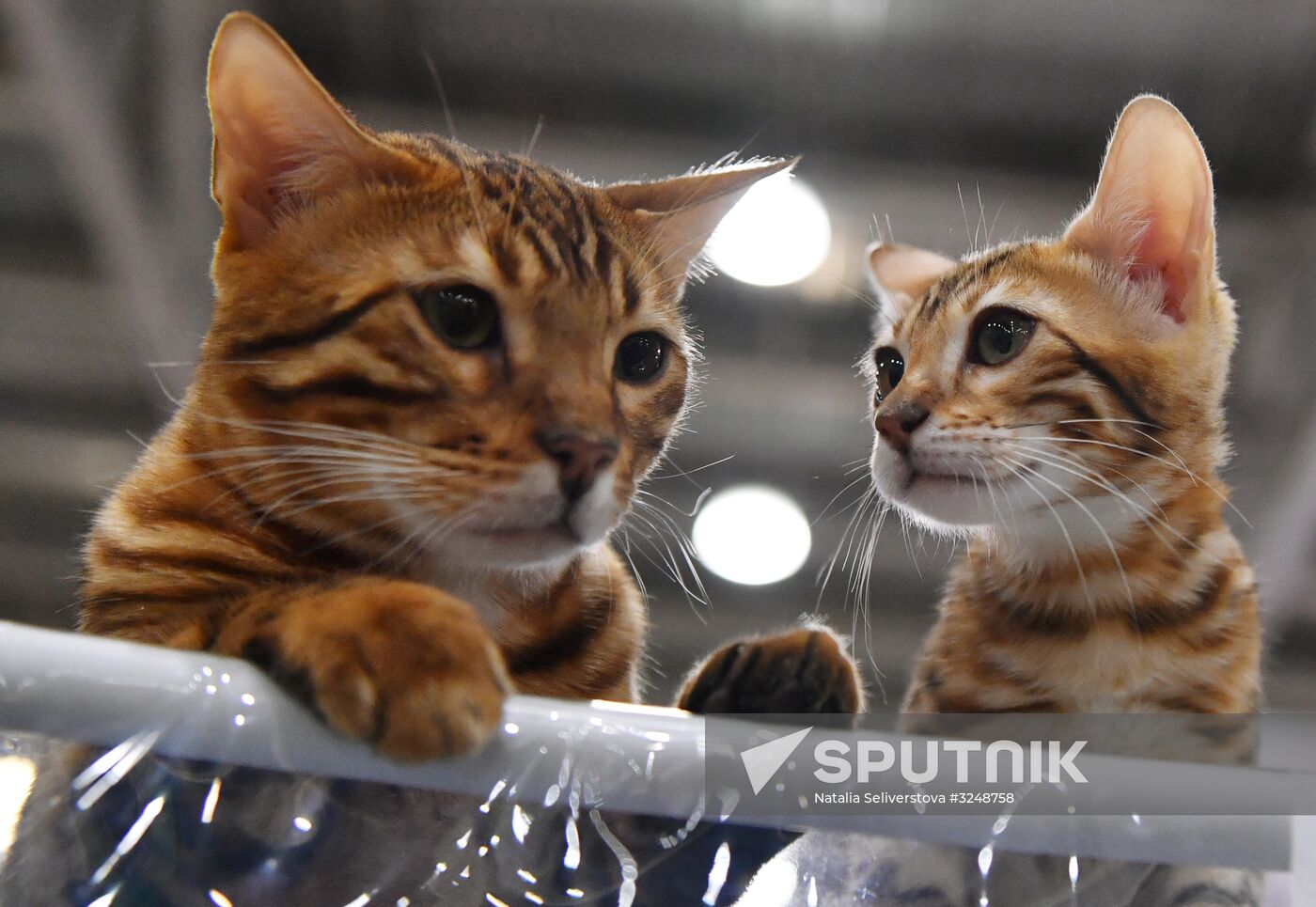 International cat show in Moscow