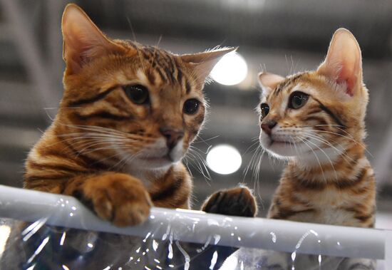 International cat show in Moscow