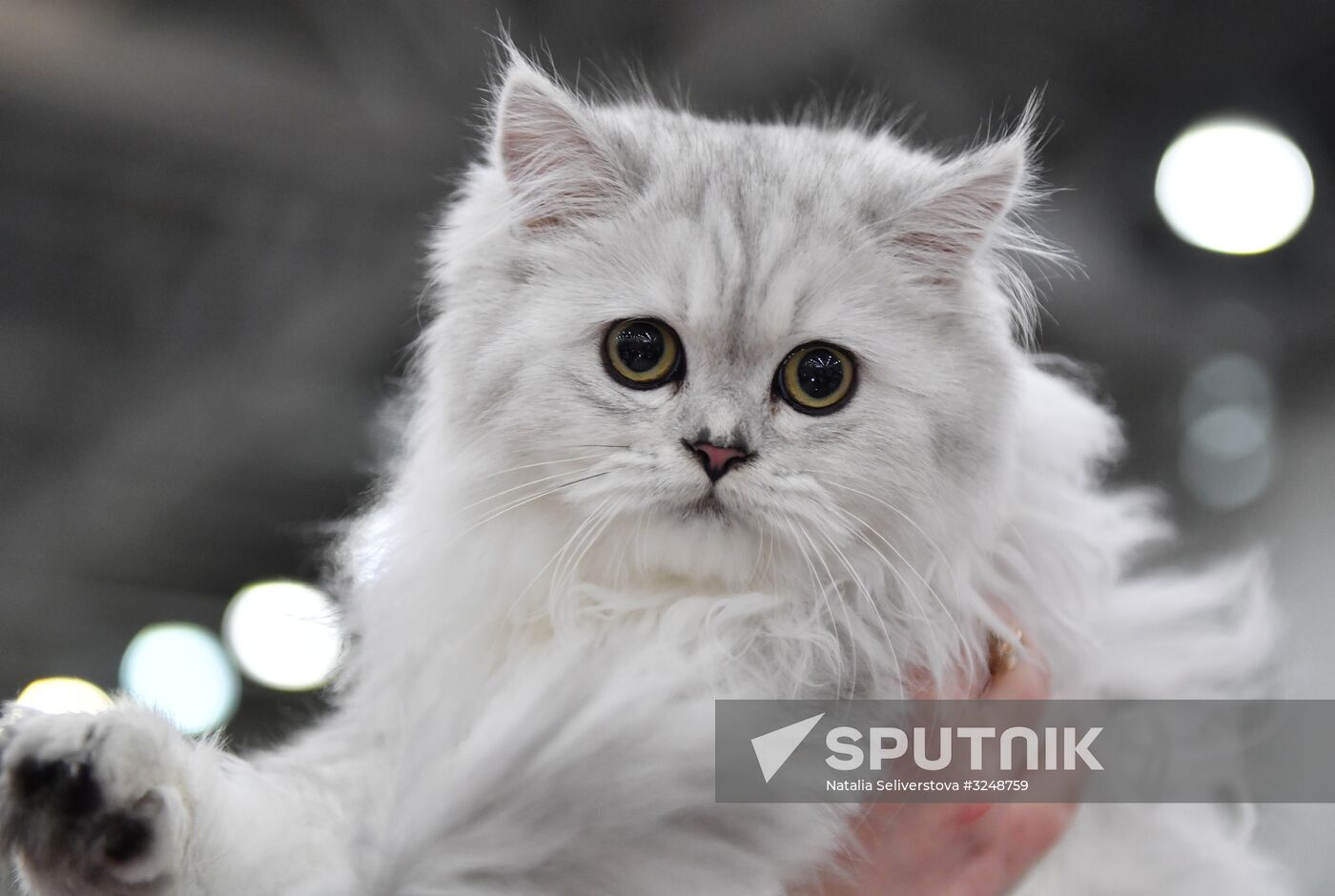 International cat show in Moscow