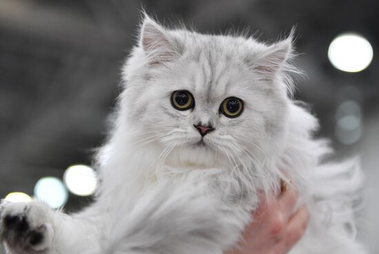 International cat show in Moscow