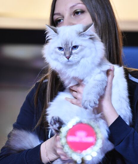 International cat show in Moscow