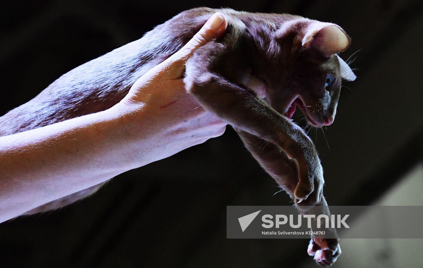International cat show in Moscow