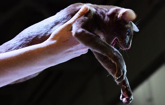 International cat show in Moscow