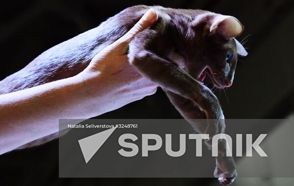 International cat show in Moscow