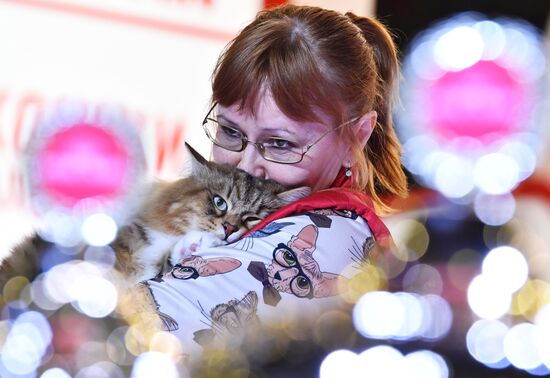 International cat show in Moscow