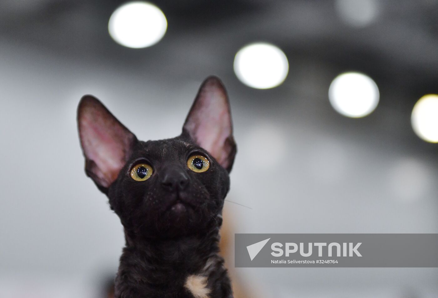 International cat show in Moscow