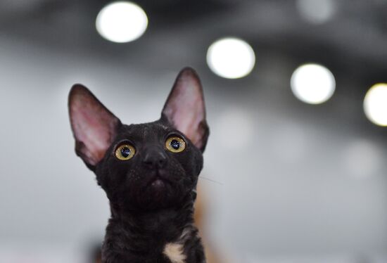 International cat show in Moscow
