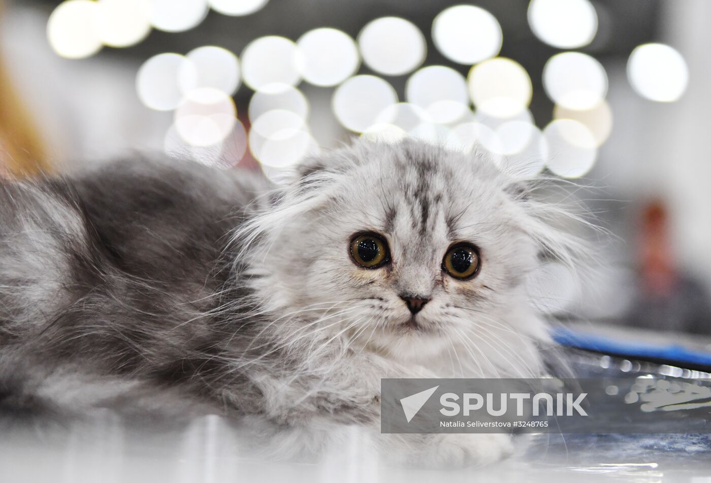 International cat show in Moscow