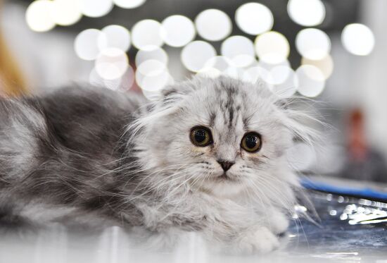 International cat show in Moscow