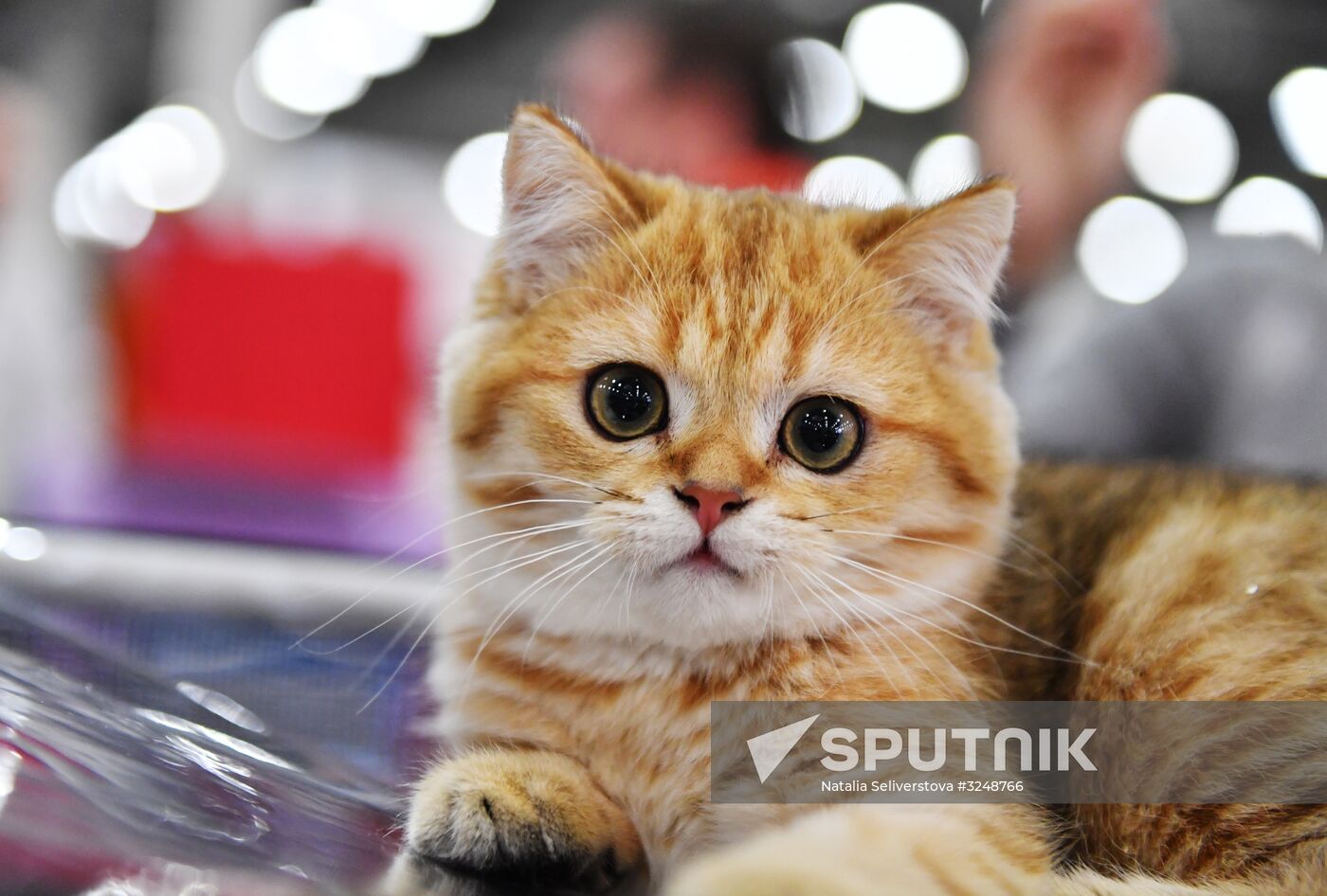 International cat show in Moscow