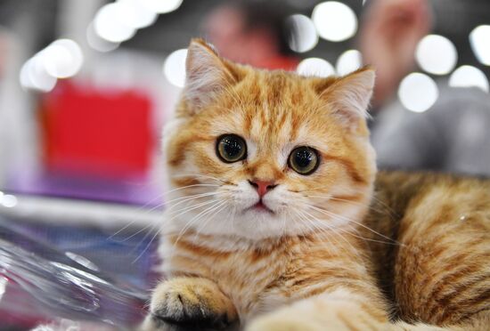 International cat show in Moscow