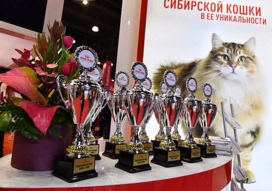 International cat show in Moscow