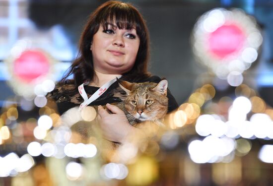 International cat show in Moscow