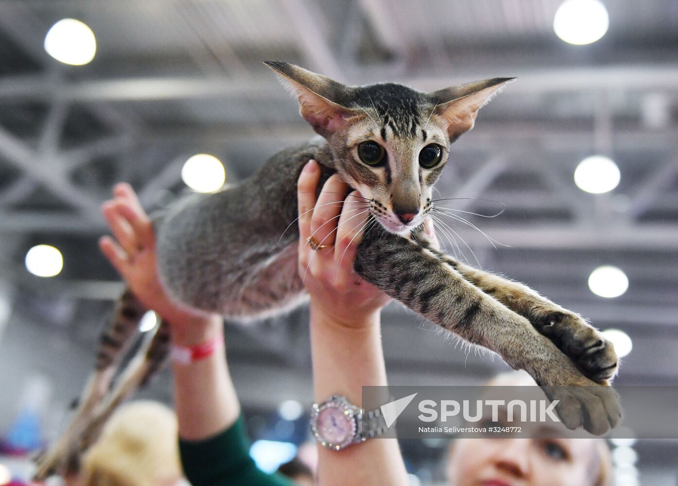 International cat show in Moscow