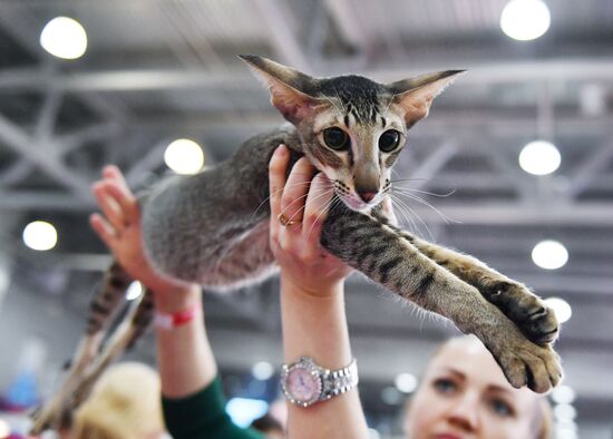 International cat show in Moscow
