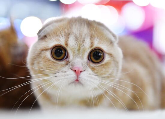 International cat show in Moscow
