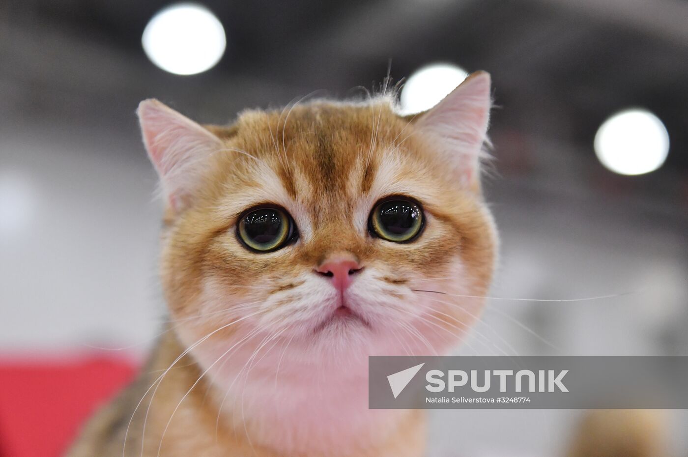 International cat show in Moscow
