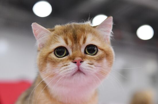 International cat show in Moscow
