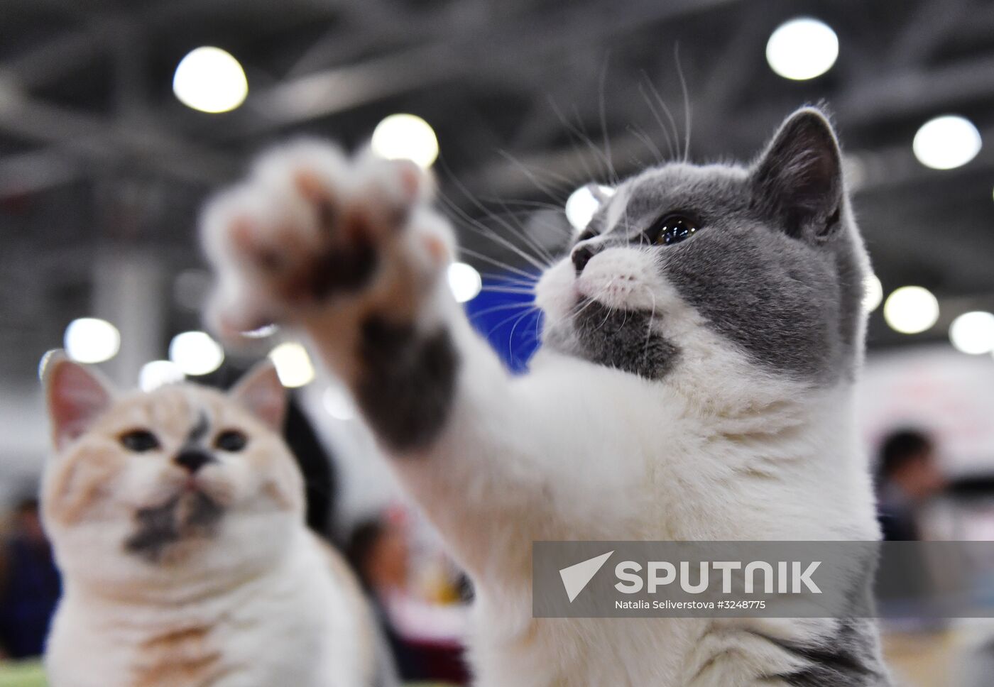 International cat show in Moscow