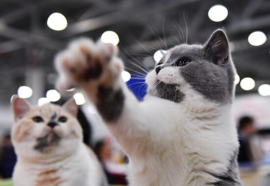 International cat show in Moscow