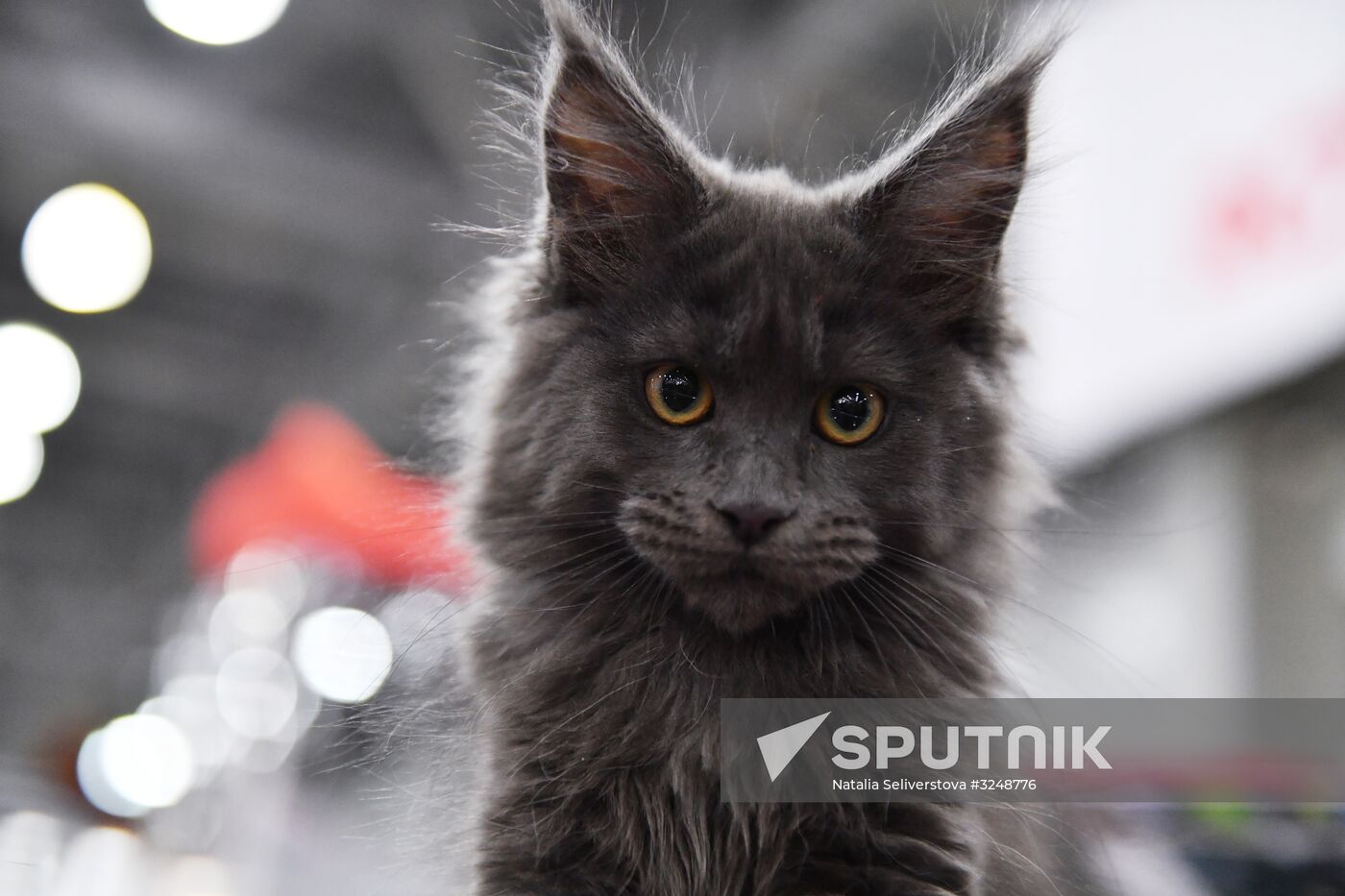 International cat show in Moscow