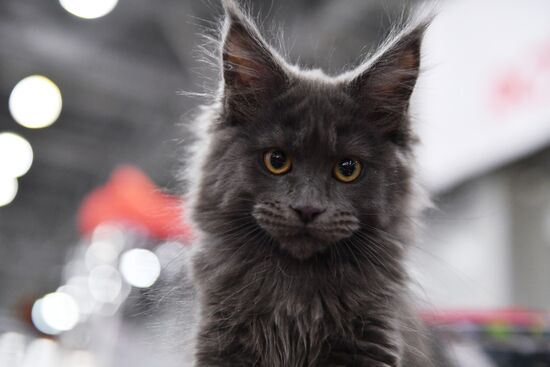 International cat show in Moscow