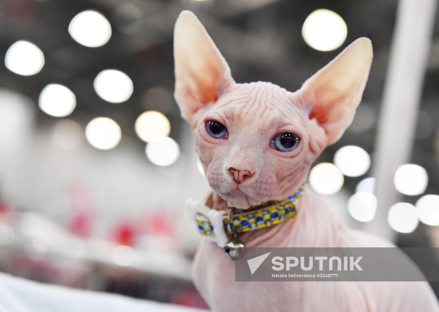 International cat show in Moscow