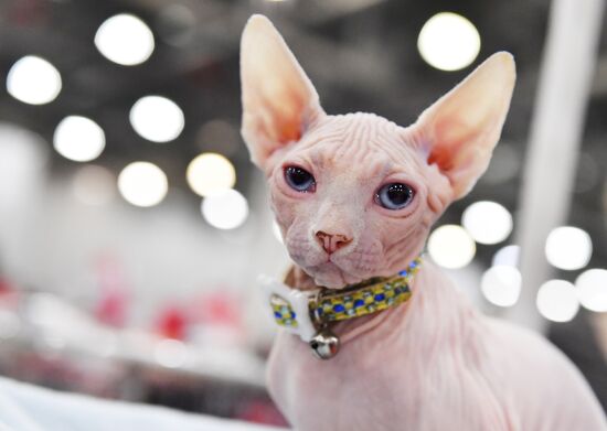 International cat show in Moscow