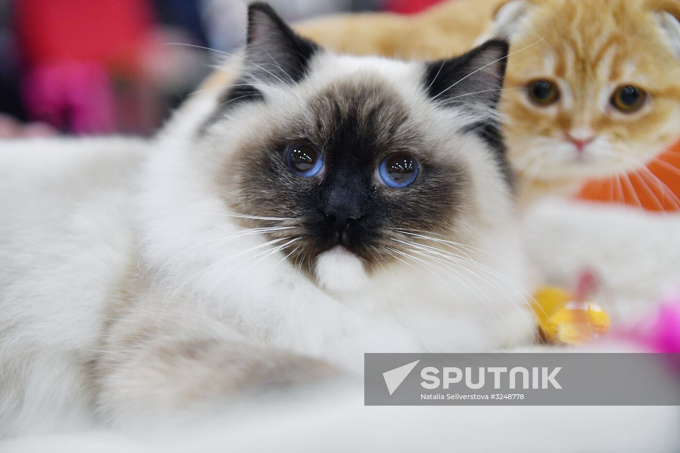 International cat show in Moscow