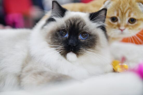 International cat show in Moscow