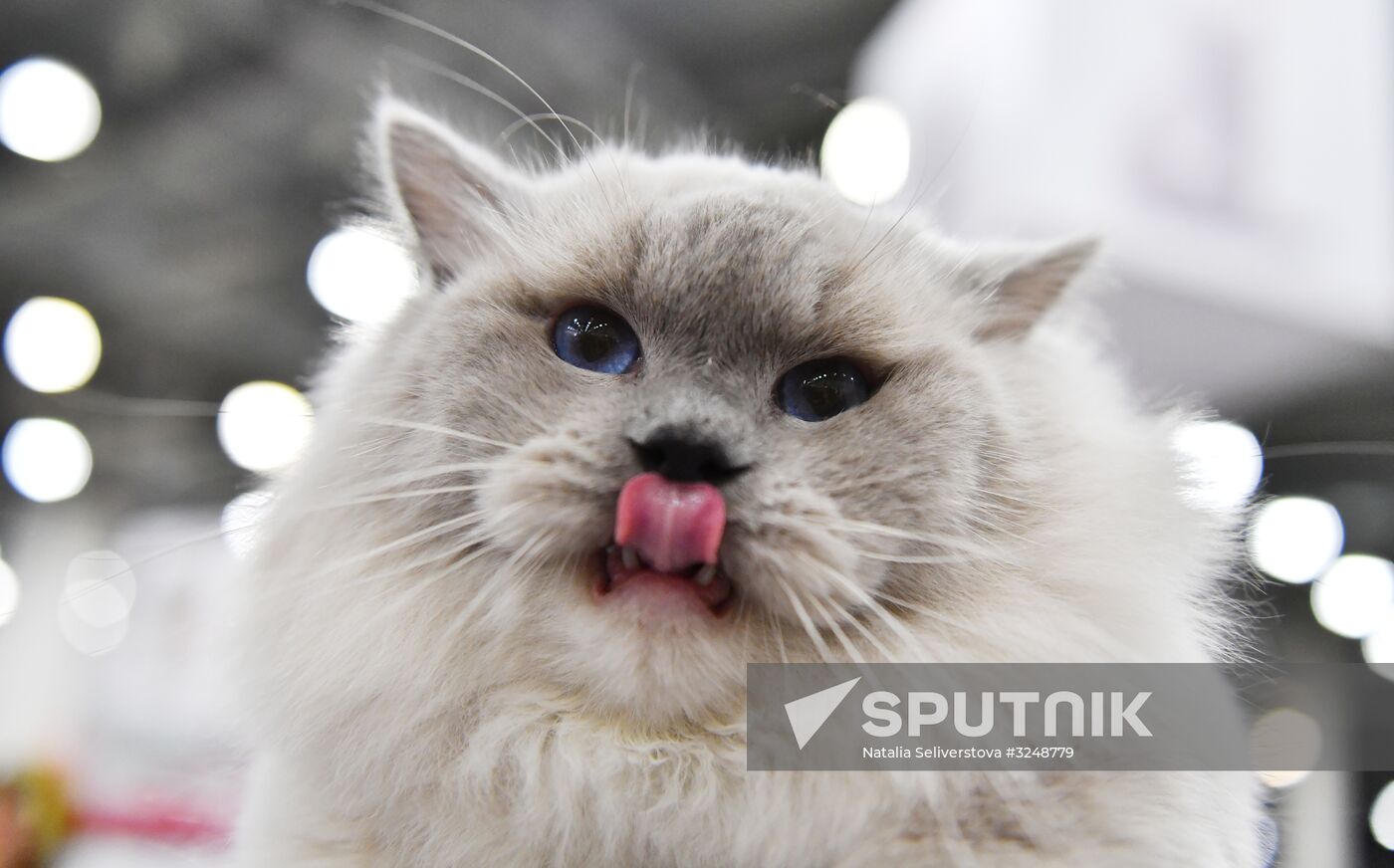 International cat show in Moscow