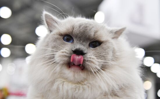International cat show in Moscow