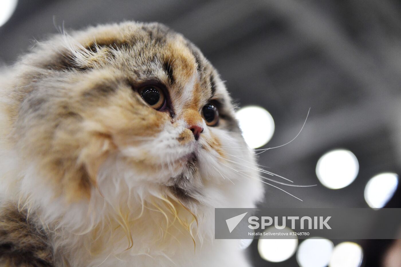 International cat show in Moscow
