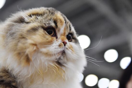 International cat show in Moscow