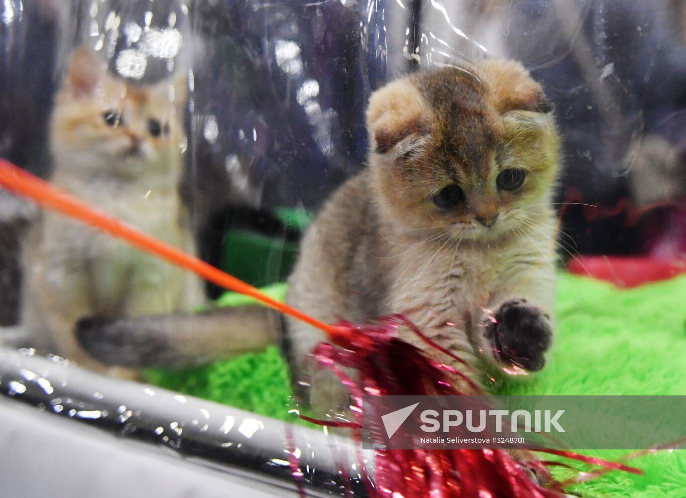 International cat show in Moscow