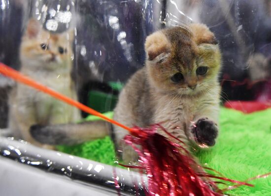 International cat show in Moscow
