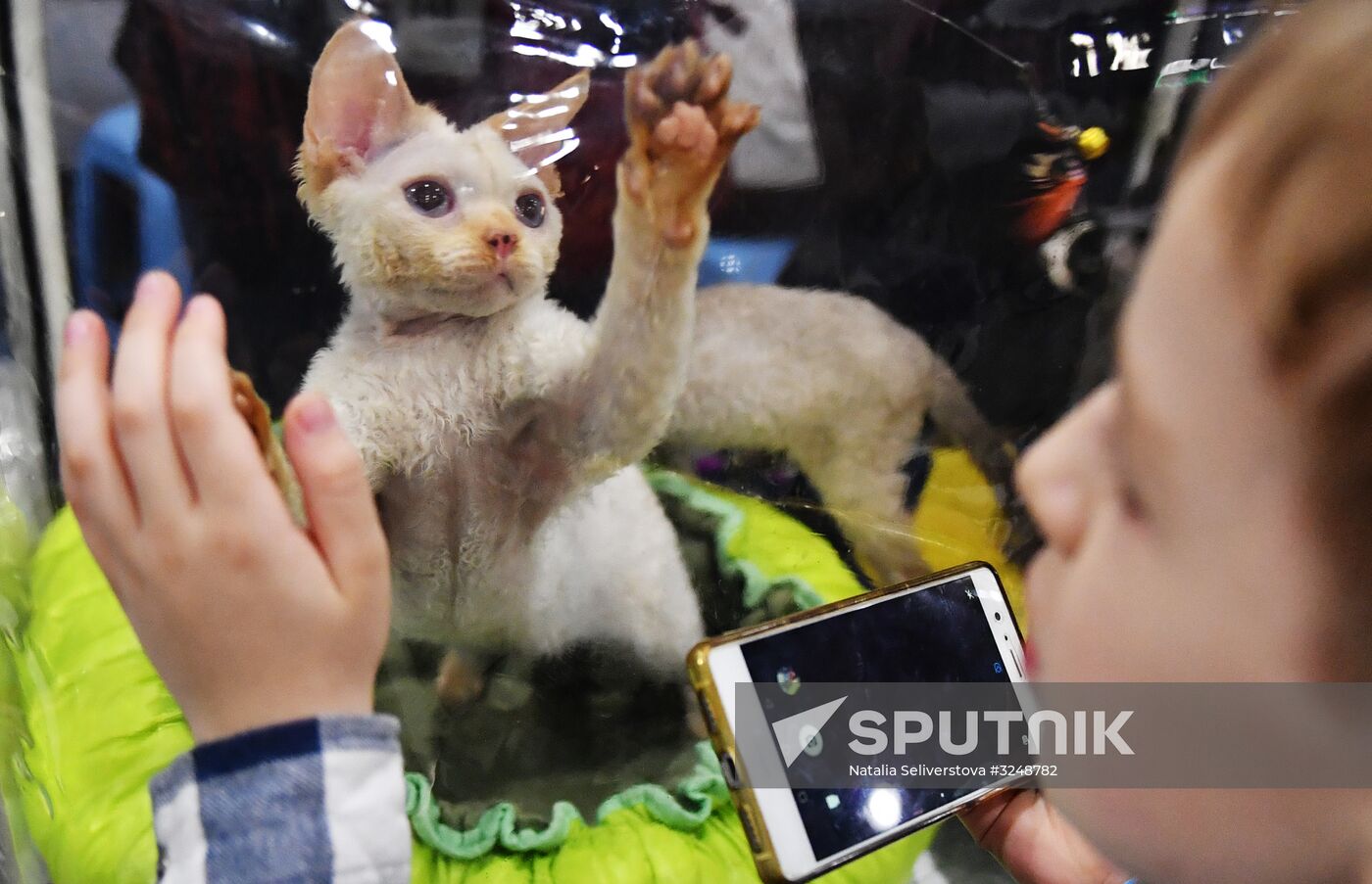 International cat show in Moscow