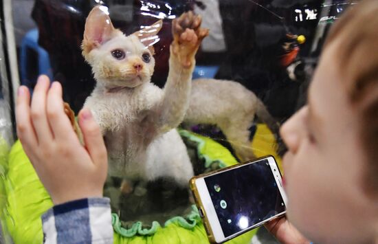 International cat show in Moscow