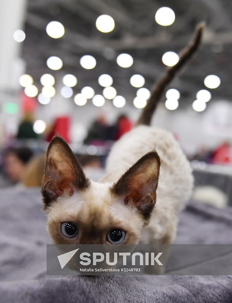 International cat show in Moscow